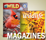 store magazines