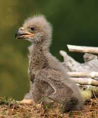 Cute Baby Eagle