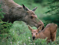 moose sm