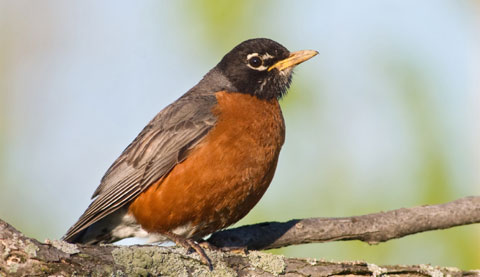 robin - lg