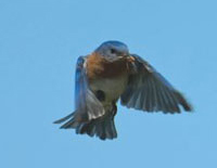 bluebird 200