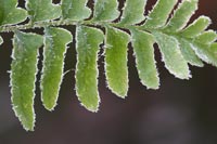 Fern with frost