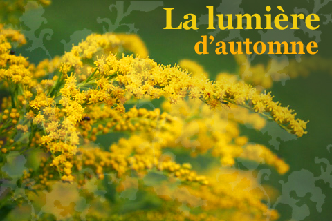 La lumiere d'autumne