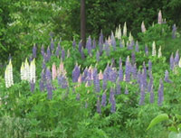 A Nova Scotia Garden