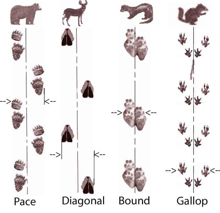 Canadian Animal Tracks