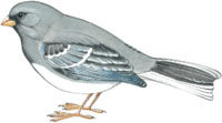 Dark eyed junco