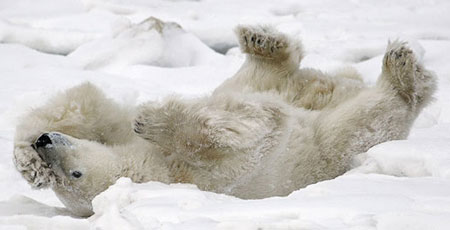 http://cwf-fcf.org/assets/images/resources/newsletters/wildlife-update/2008/wu-oct2008/polar-bear-m.jpg