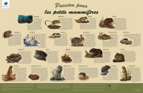 Les Petites Mammiferes