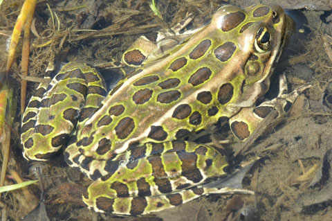 Endangered Species Frog