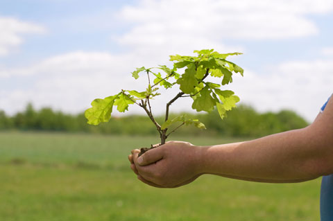 Wymagania jakościowe drzew i krzewów iglastych