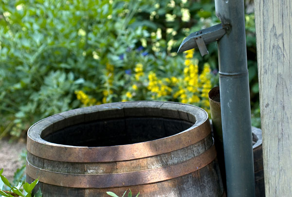 Rain barrel lg
