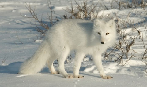 Arctic Fox Feet