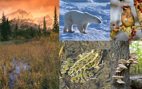 Biodiversity