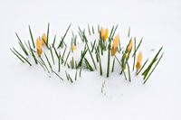 Crocuses blooming