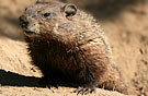 2groundhog135