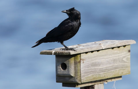 Canadian Wildlife Federation Bird Feeder Bullies