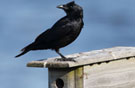 Crow