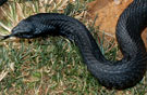 eastern-hog-nosed-snake135