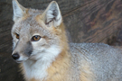 swift-fox