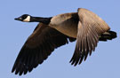 Canadian-Geese-Migrating135