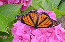 Monarch-Butterfly135