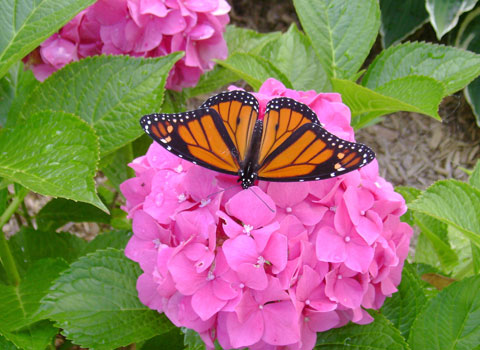 Monarch Butterfly Colonies