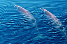 Norther-Bottlenosed-Whale