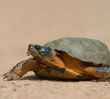 Woodland Turtle
