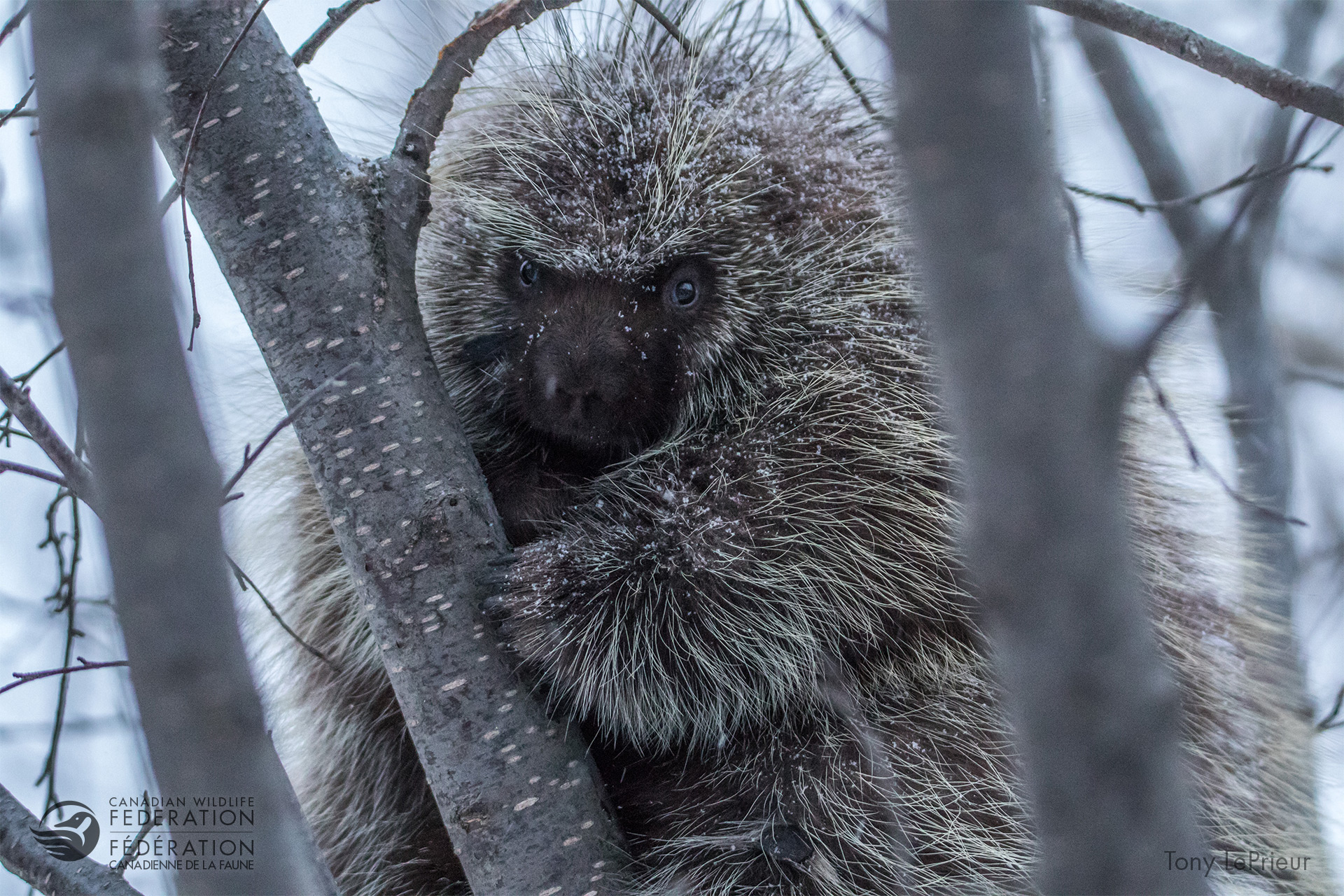 Focus on Fauna | Runner Up