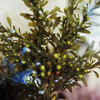 Japanese Brown Algea