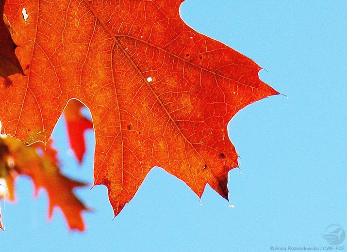 Red maple leaf close up