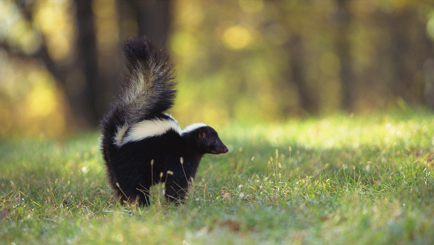 skunk summer