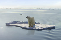 climate change polar bear