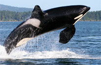 marine program - orca