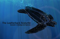 The Great Canadian Turtle Race