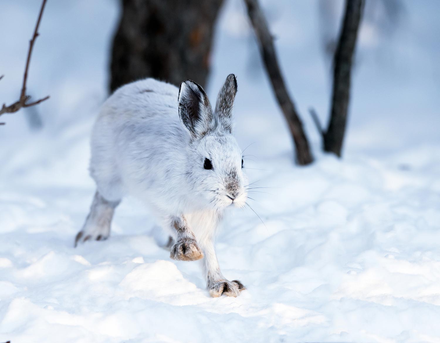snowshoe hare winter