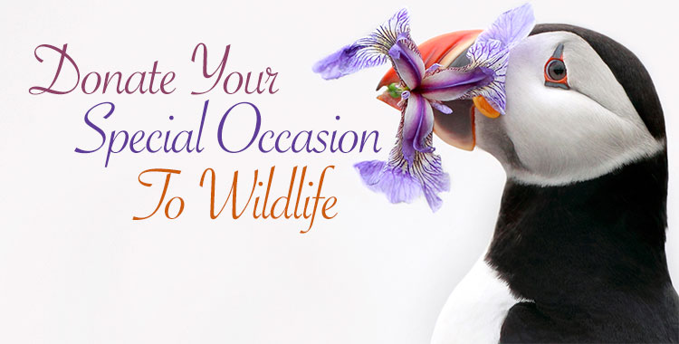 special occasions header
