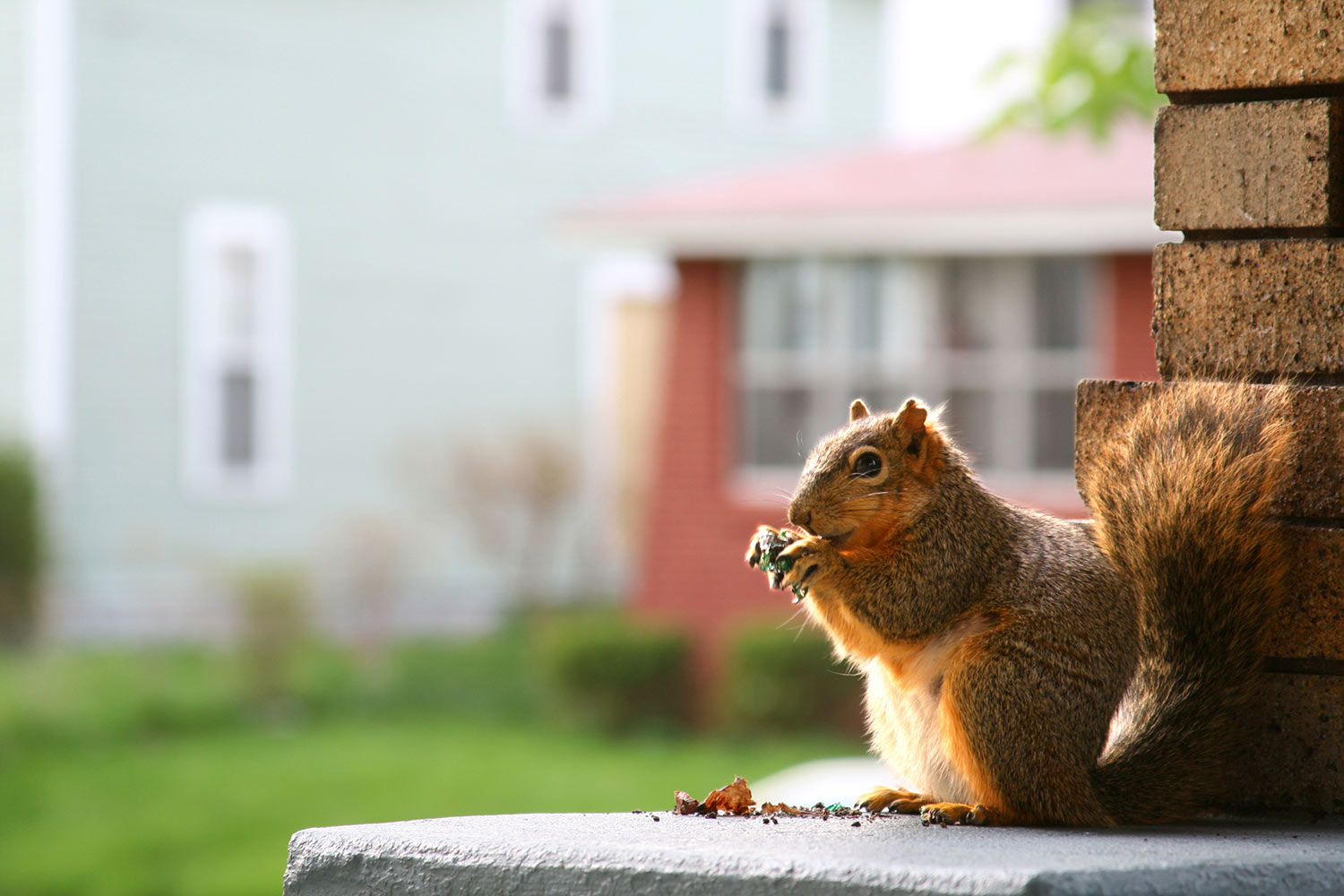 Squirrel on a ledge of a house