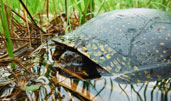 Blanding's Turtle