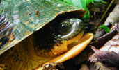 Blanding's Turtle