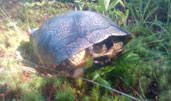 Blanding's Turtle