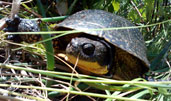 Blanding's Turtle