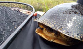 Blanding's Turtle