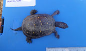 Spotted Turtle