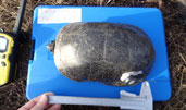 Blanding's Turtle
