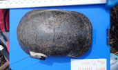 Blanding's Turtle
