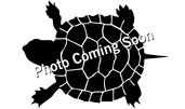 Spotted Turtle