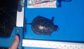 Spotted Turtle
