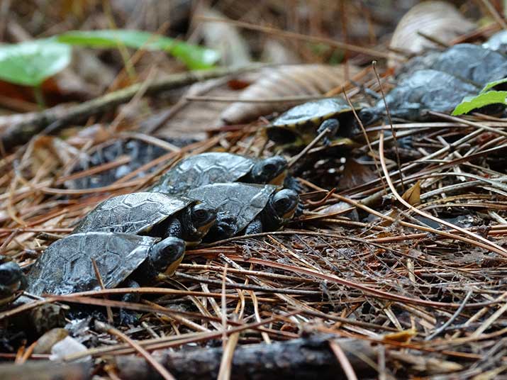 blanding's turtle hatchlings