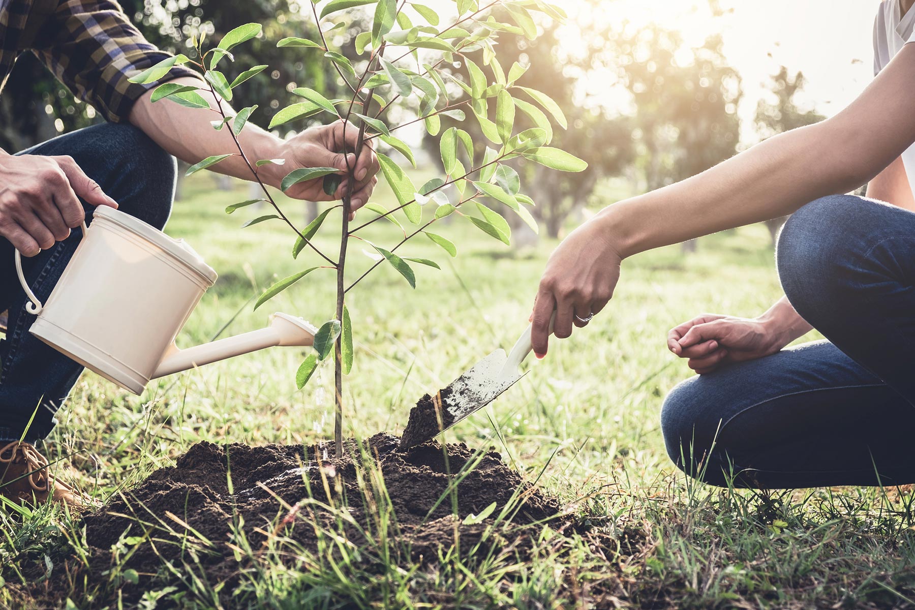 plant planting a tree hand